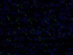 N-cadherin Antibody in Immunohistochemistry (PFA fixed) (IHC (PFA))