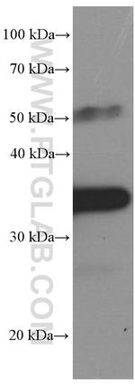 PD-1/CD279 Antibody in Western Blot (WB)
