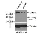 CHD4 Antibody in Western Blot (WB)