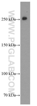 CHD4 Antibody in Western Blot (WB)