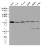 ORAI1 Antibody in Western Blot (WB)