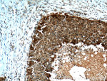 ORAI1 Antibody in Immunohistochemistry (Paraffin) (IHC (P))