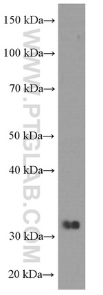 ORAI1 Antibody in Western Blot (WB)