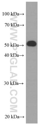 HPSE Antibody in Western Blot (WB)