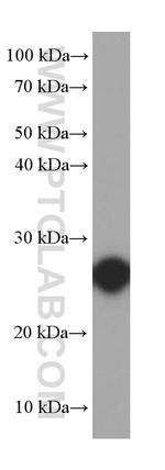 RND3 Antibody in Western Blot (WB)