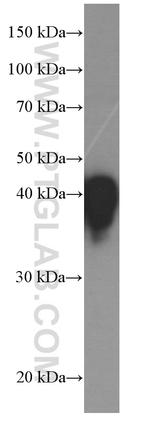 HP Antibody in Western Blot (WB)