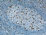 CD68 Antibody in Immunohistochemistry (Paraffin) (IHC (P))