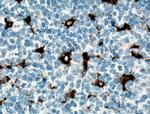 CD68 Antibody in Immunohistochemistry (Paraffin) (IHC (P))