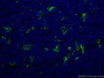 CD68 Antibody in Immunohistochemistry (PFA fixed) (IHC (PFA))