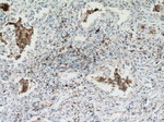 CD68 Antibody in Immunohistochemistry (Paraffin) (IHC (P))