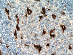 CD68 Antibody in Immunohistochemistry (Paraffin) (IHC (P))