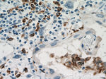 CD68 Antibody in Immunohistochemistry (Paraffin) (IHC (P))