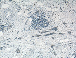 CD68 Antibody in Immunohistochemistry (Paraffin) (IHC (P))