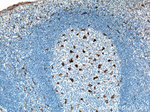 CD68 Antibody in Immunohistochemistry (Paraffin) (IHC (P))
