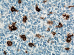 CD68 Antibody in Immunohistochemistry (Paraffin) (IHC (P))