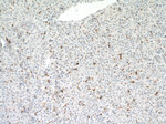 CD68 Antibody in Immunohistochemistry (Paraffin) (IHC (P))