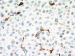 CD68 Antibody in Immunohistochemistry (Paraffin) (IHC (P))