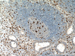 CD68 Antibody in Immunohistochemistry (Paraffin) (IHC (P))