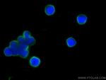 Pikachurin Antibody in Immunocytochemistry (ICC/IF)