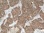 p38 MAPK Antibody in Immunohistochemistry (Paraffin) (IHC (P))