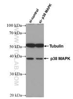 p38 MAPK Antibody in Western Blot (WB)