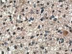 p38 MAPK Antibody in Immunohistochemistry (Paraffin) (IHC (P))