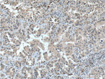 p38 MAPK Antibody in Immunohistochemistry (Paraffin) (IHC (P))