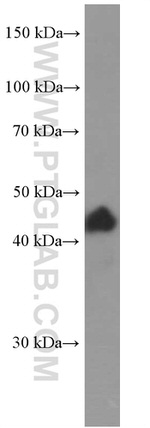 p38 MAPK Antibody in Western Blot (WB)