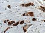 Mammaglobin A Antibody in Immunohistochemistry (Paraffin) (IHC (P))