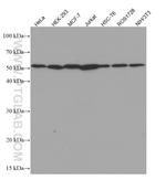 beta Tubulin Antibody in Western Blot (WB)