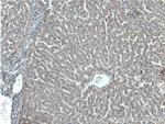 C4 gamma chain Antibody in Immunohistochemistry (Paraffin) (IHC (P))