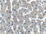 C4 gamma chain Antibody in Immunohistochemistry (Paraffin) (IHC (P))
