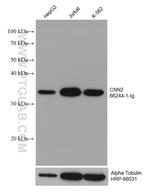 CNN2 Antibody in Western Blot (WB)