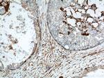 CNN2 Antibody in Immunohistochemistry (Paraffin) (IHC (P))