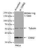 CNN2 Antibody in Western Blot (WB)