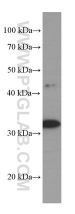 CNN2 Antibody in Western Blot (WB)