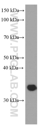 CNN2 Antibody in Western Blot (WB)