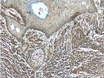 Annexin V Antibody in Immunohistochemistry (Paraffin) (IHC (P))