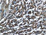 Annexin V Antibody in Immunohistochemistry (Paraffin) (IHC (P))