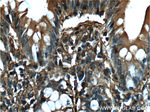 Annexin V Antibody in Immunohistochemistry (Paraffin) (IHC (P))