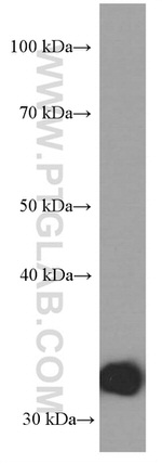 Annexin V Antibody in Western Blot (WB)
