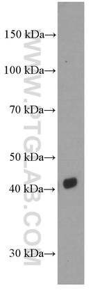 CD1d Antibody in Western Blot (WB)