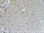 alpha-1B-glycoprotein Antibody in Immunohistochemistry (Paraffin) (IHC (P))