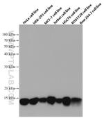 Cytochrome c Antibody in Western Blot (WB)