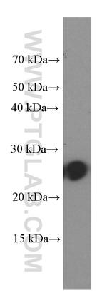 C1qC Antibody in Western Blot (WB)