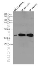 Mcp1 Antibody in Western Blot (WB)