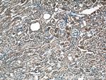 Mcp1 Antibody in Immunohistochemistry (Paraffin) (IHC (P))