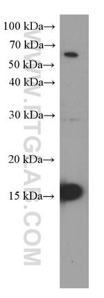 Mcp1 Antibody in Western Blot (WB)