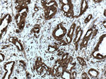 YY1 Antibody in Immunohistochemistry (Paraffin) (IHC (P))