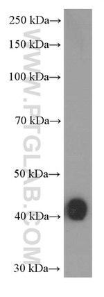 CD200 Antibody in Western Blot (WB)